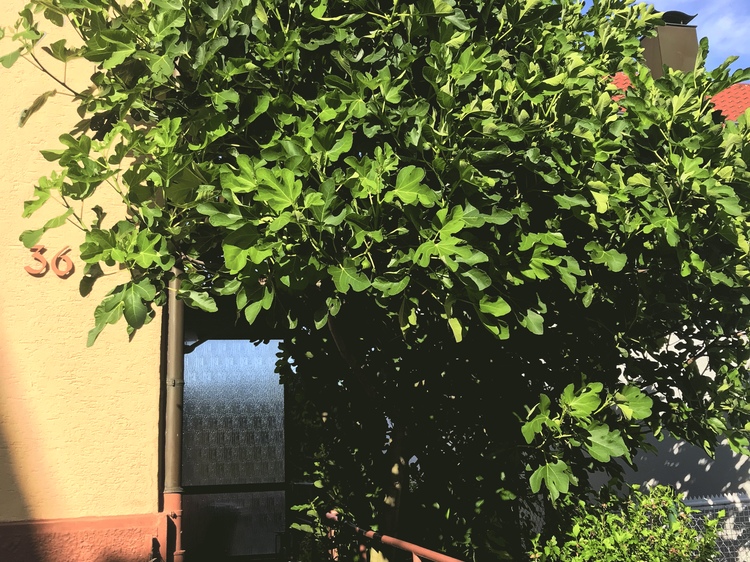 Feigenbaum am Eingang 